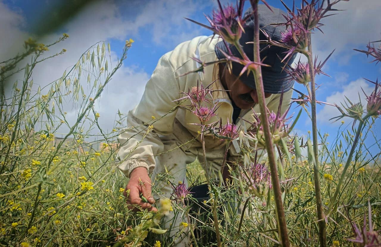 The Palestinian farmers whose livelihoods have been destroyed by Israeli settlers – Mondoweiss