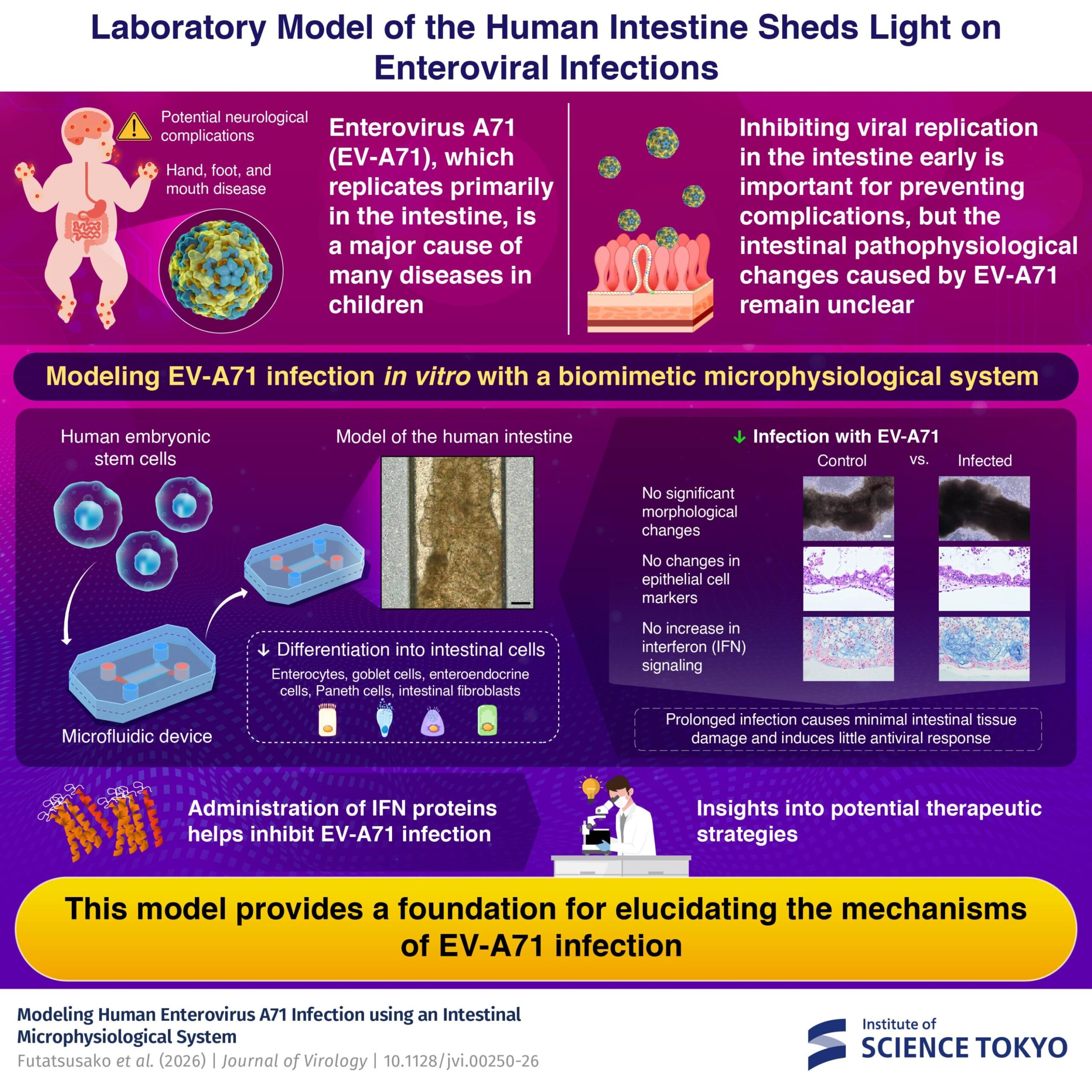 Scientists recreate enterovirus infection in a new model of the human intestine