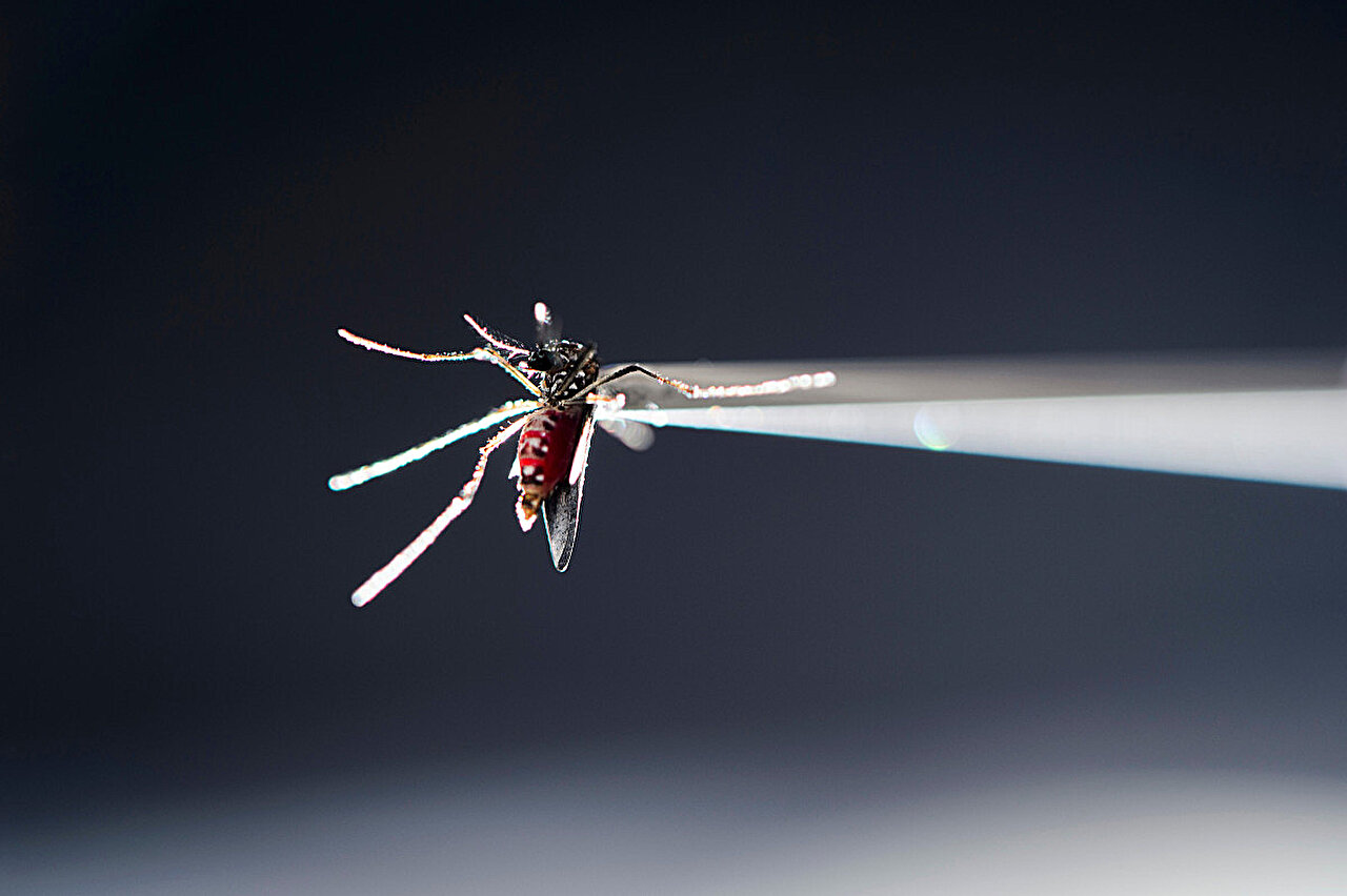 Prenatal Zika exposure may trigger vision, hearing and social changes despite seemingly healthy births
