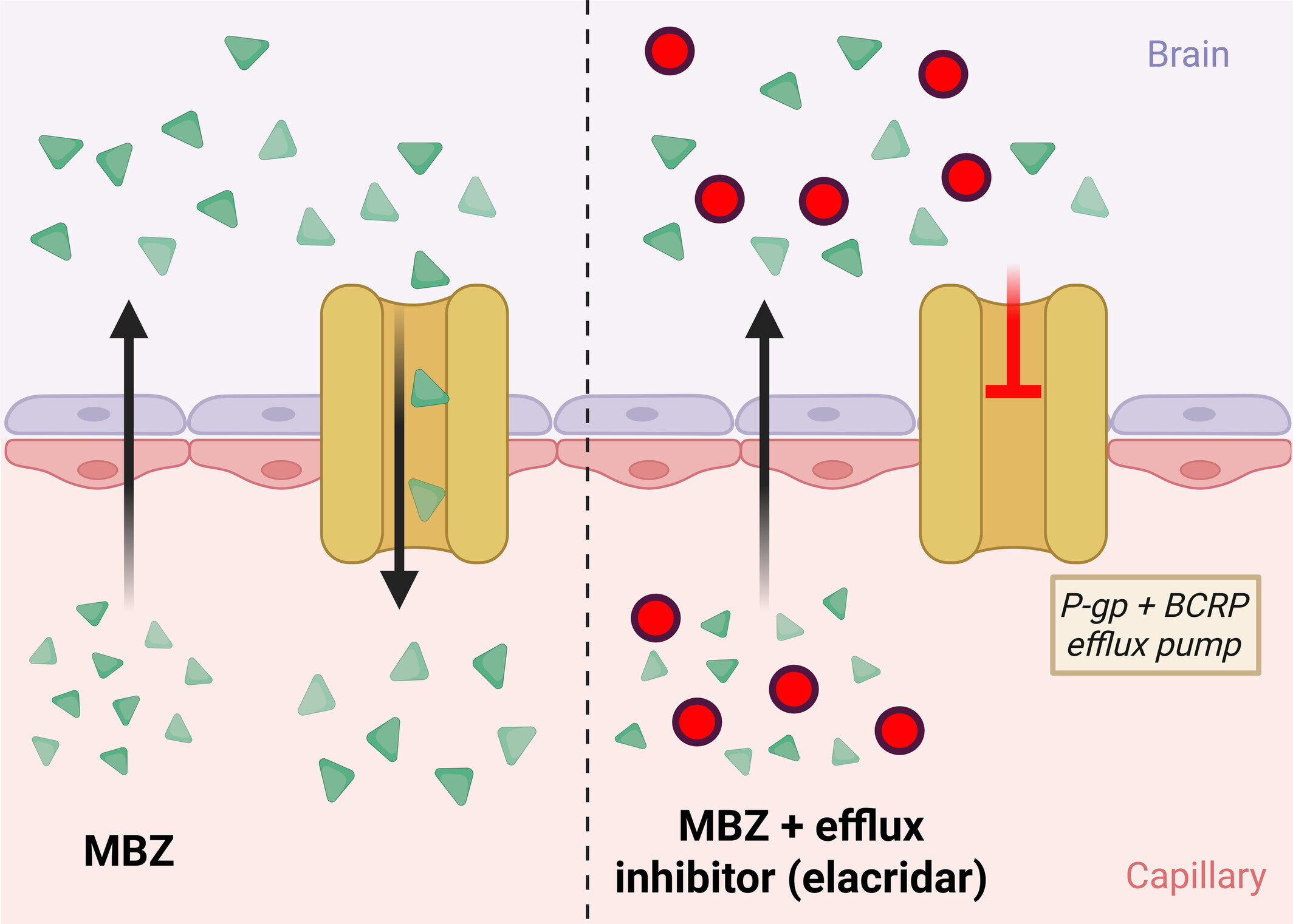 Worm tablet could be repurposed as brain cancer treatment