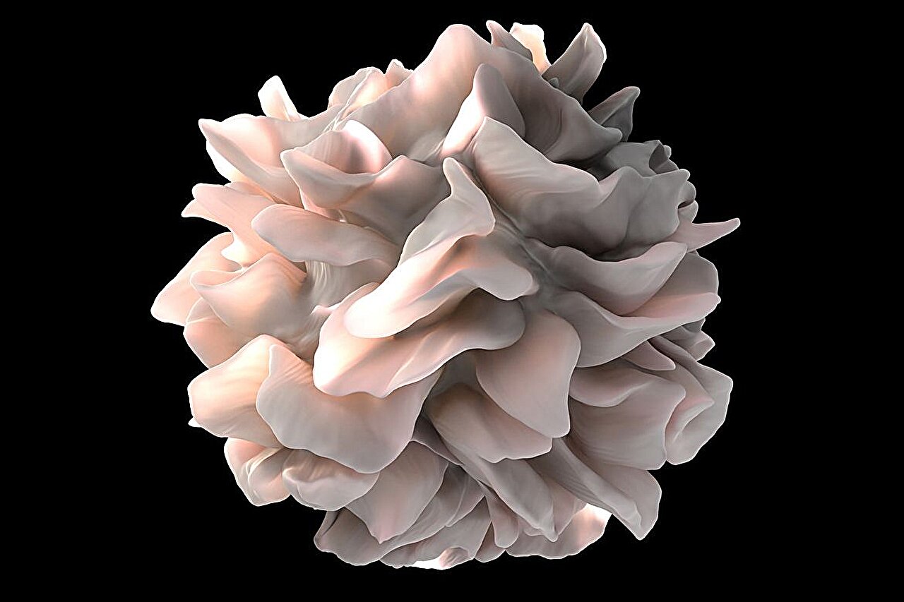 Creatine may supercharge immune cells that are key to fighting cancer