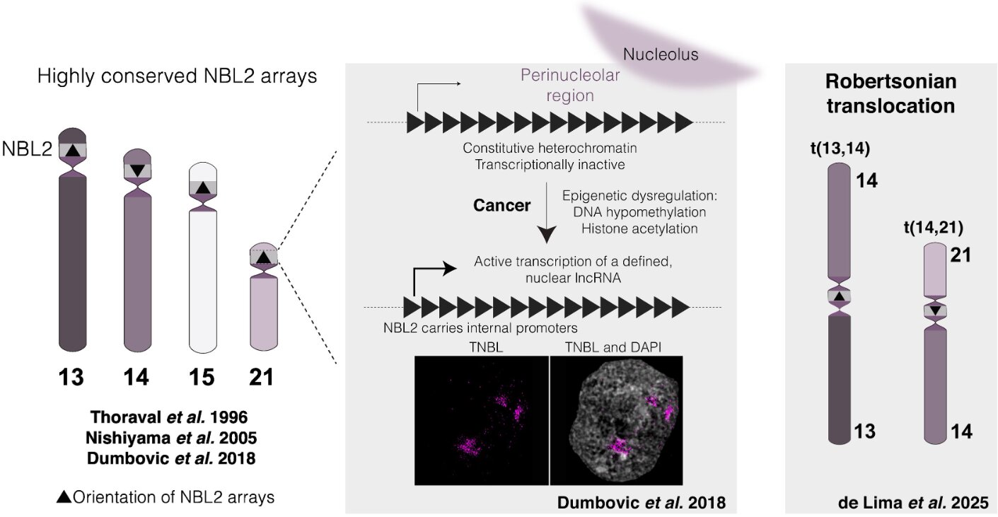 Long-hidden ‘junk DNA’ regions may help explain cancer-linked genome instability