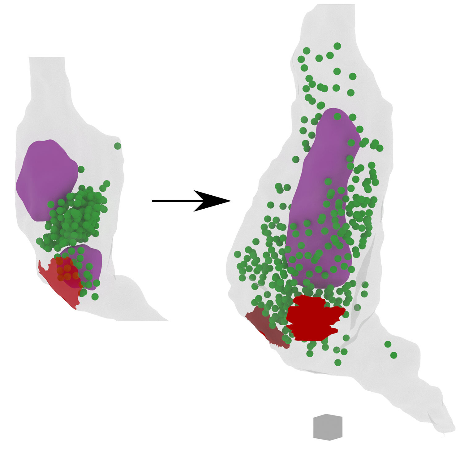 How the brain regulates learning on a cellular level: 3D maps reveal synapses reorganizing in real time