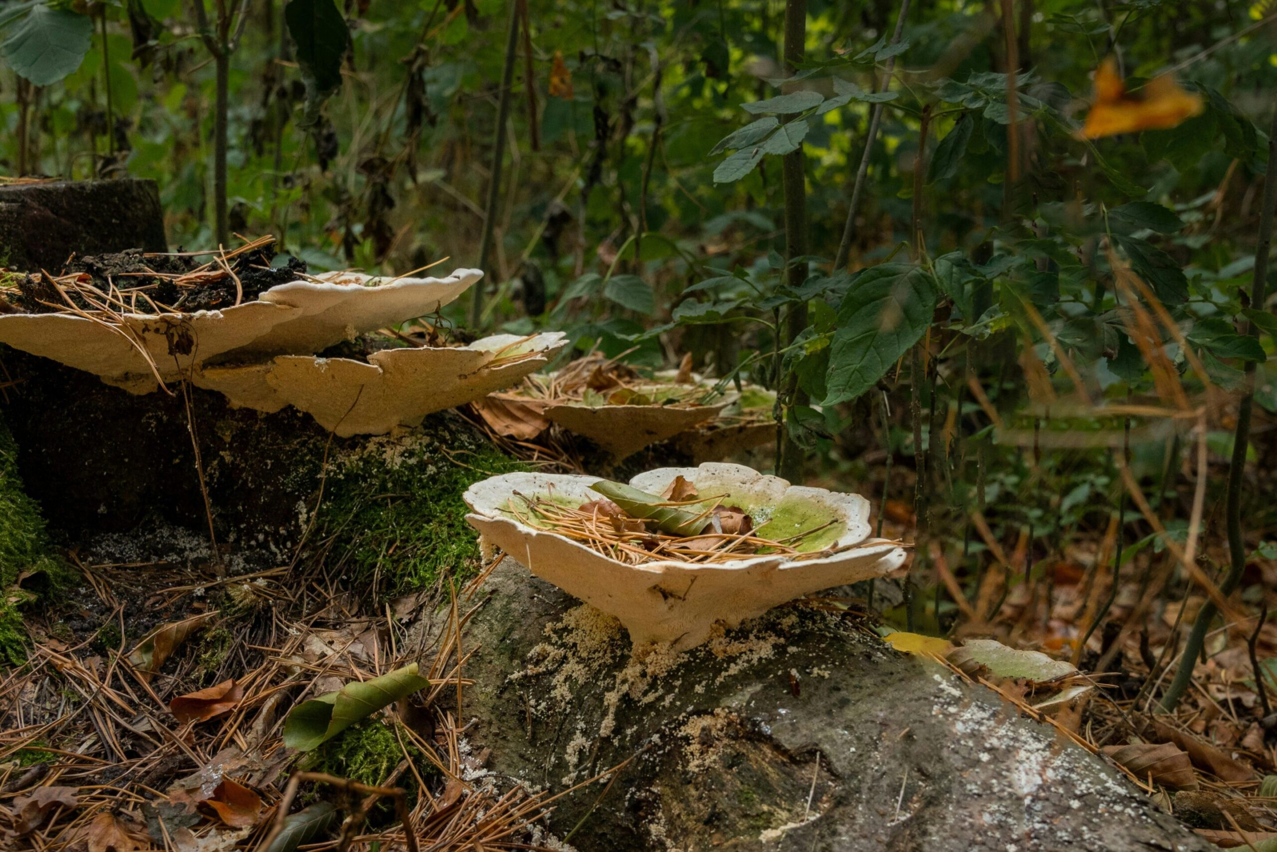 Indigenous mushroom transforms agricultural waste into food