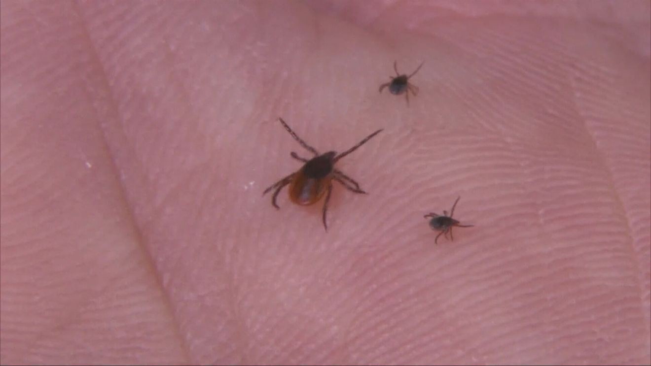 Tick season arrives early in Central New York as experts urge precautions