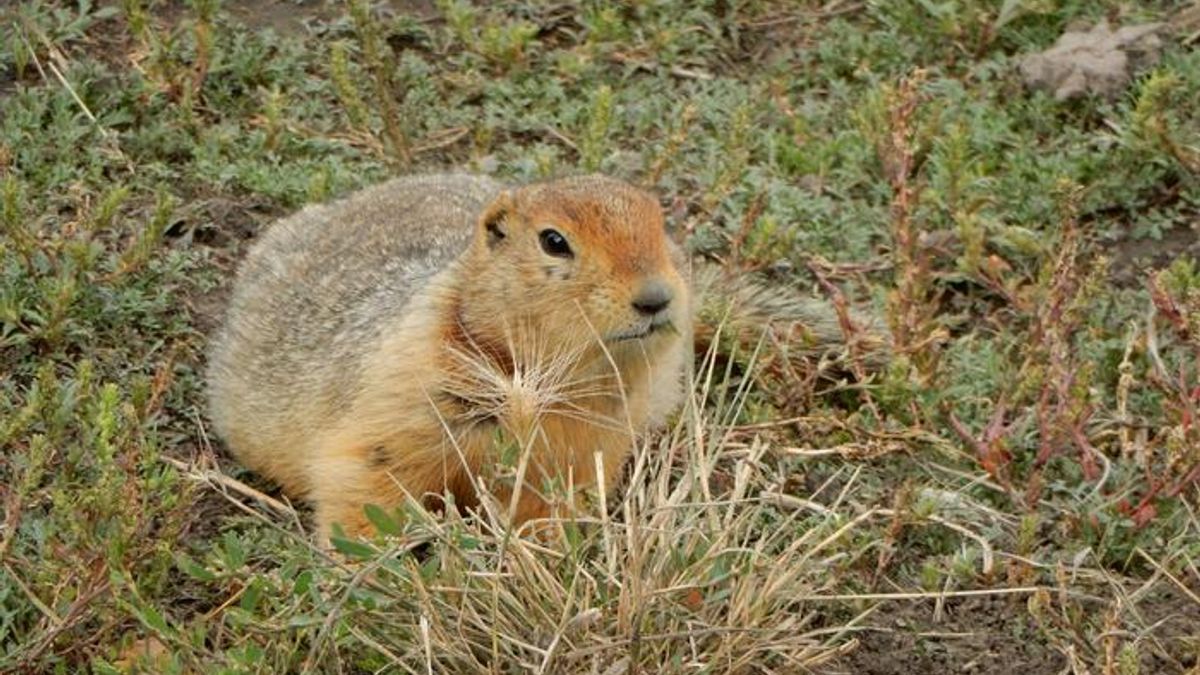 700,000-Year-Old Ground Squirrel Droppings Reveal a Lost Arctic Ecosystem