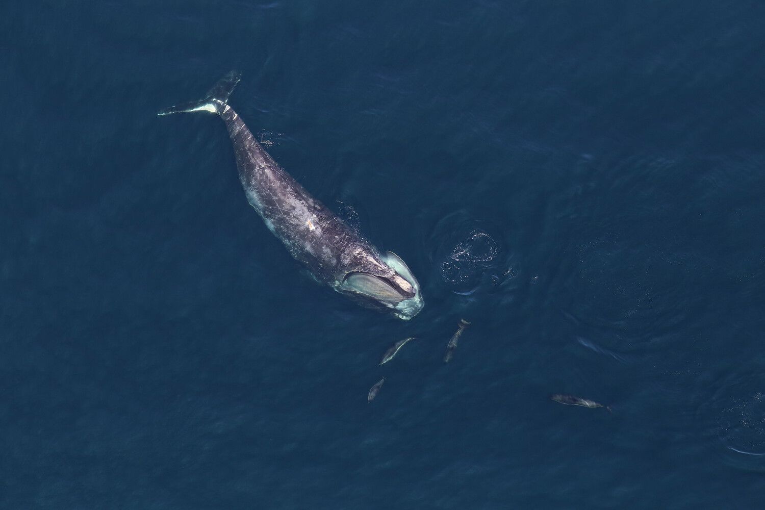 Speed Limits for Ships Protect Endangered Right Whales From Vessel Strikes. Could the Animals Survive Without Them?