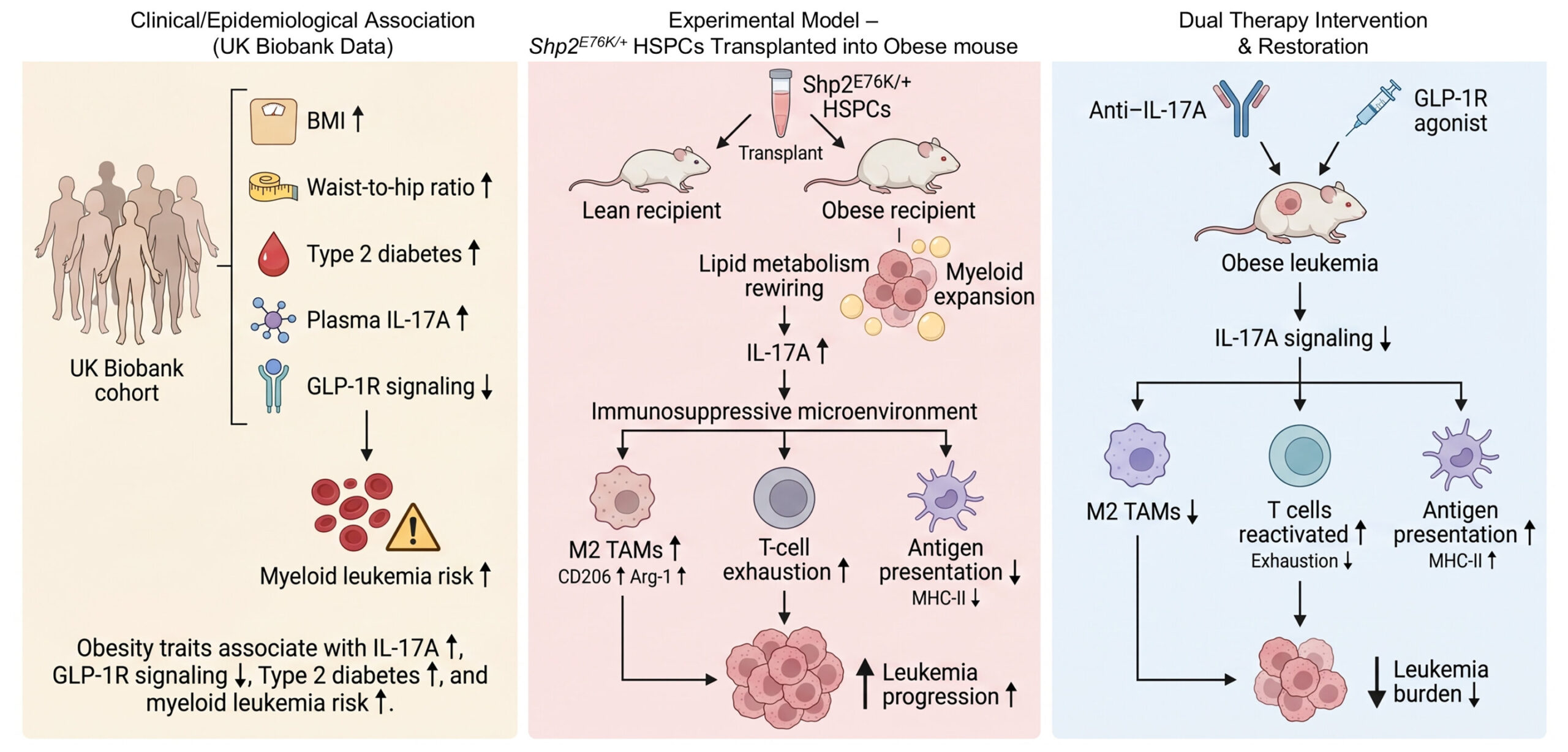 Study finds obesity ‘fuels’ leukemia, but a combo using popular weight-loss drugs may stop it