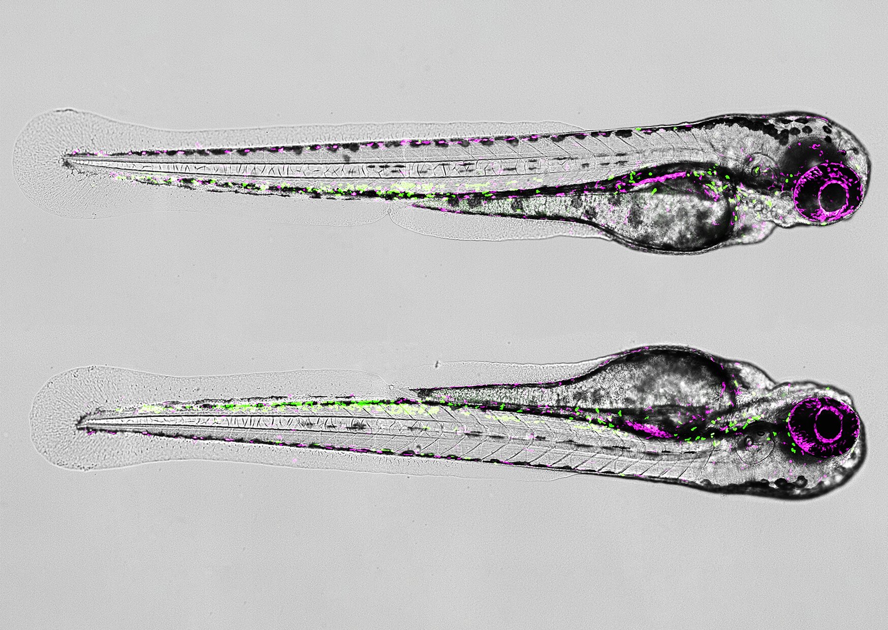 Maestros of healing: How ‘good’ immune cells help regenerate spinal cord injuries