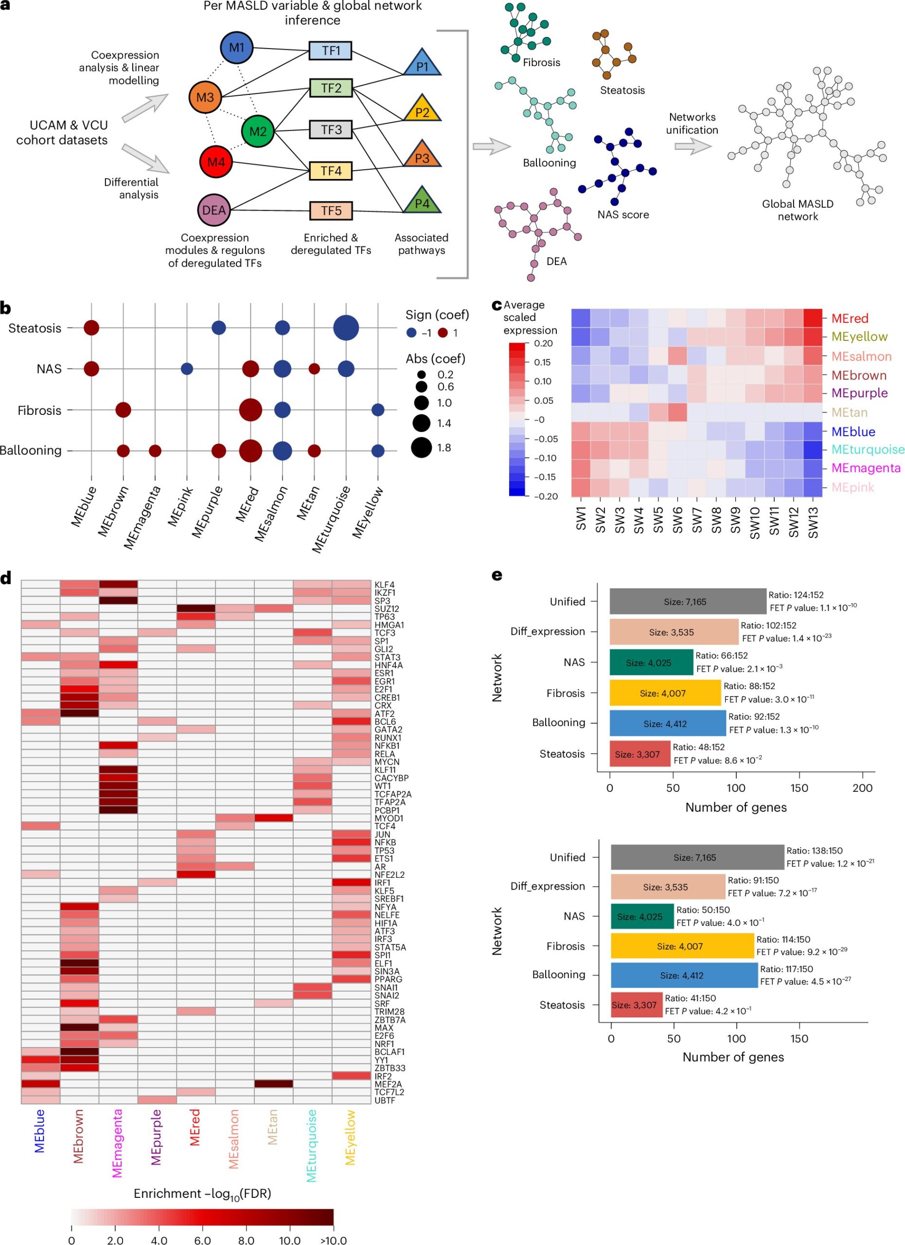 Molecular map of liver disease could transform how disease is diagnosed and monitored