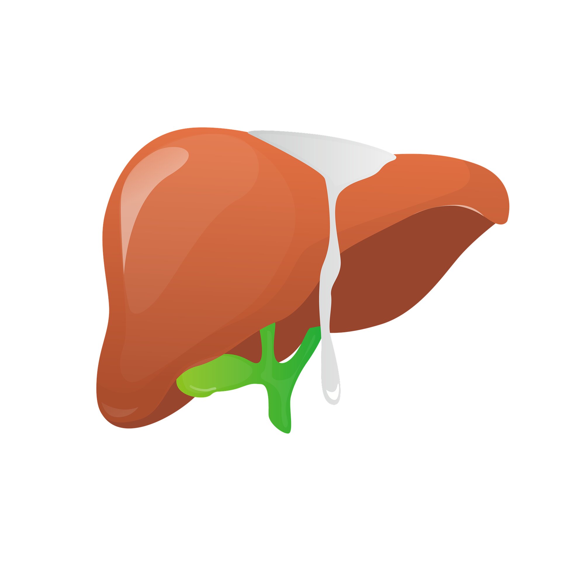 Spain’s liver transplants now generate more economic value than they cost, study says