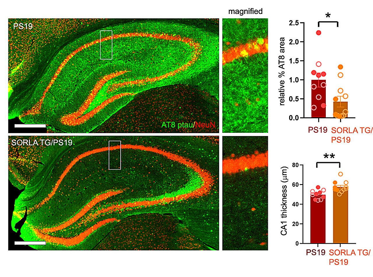 Extra SORLA protein shields brain connections from tau tangles in mouse models
