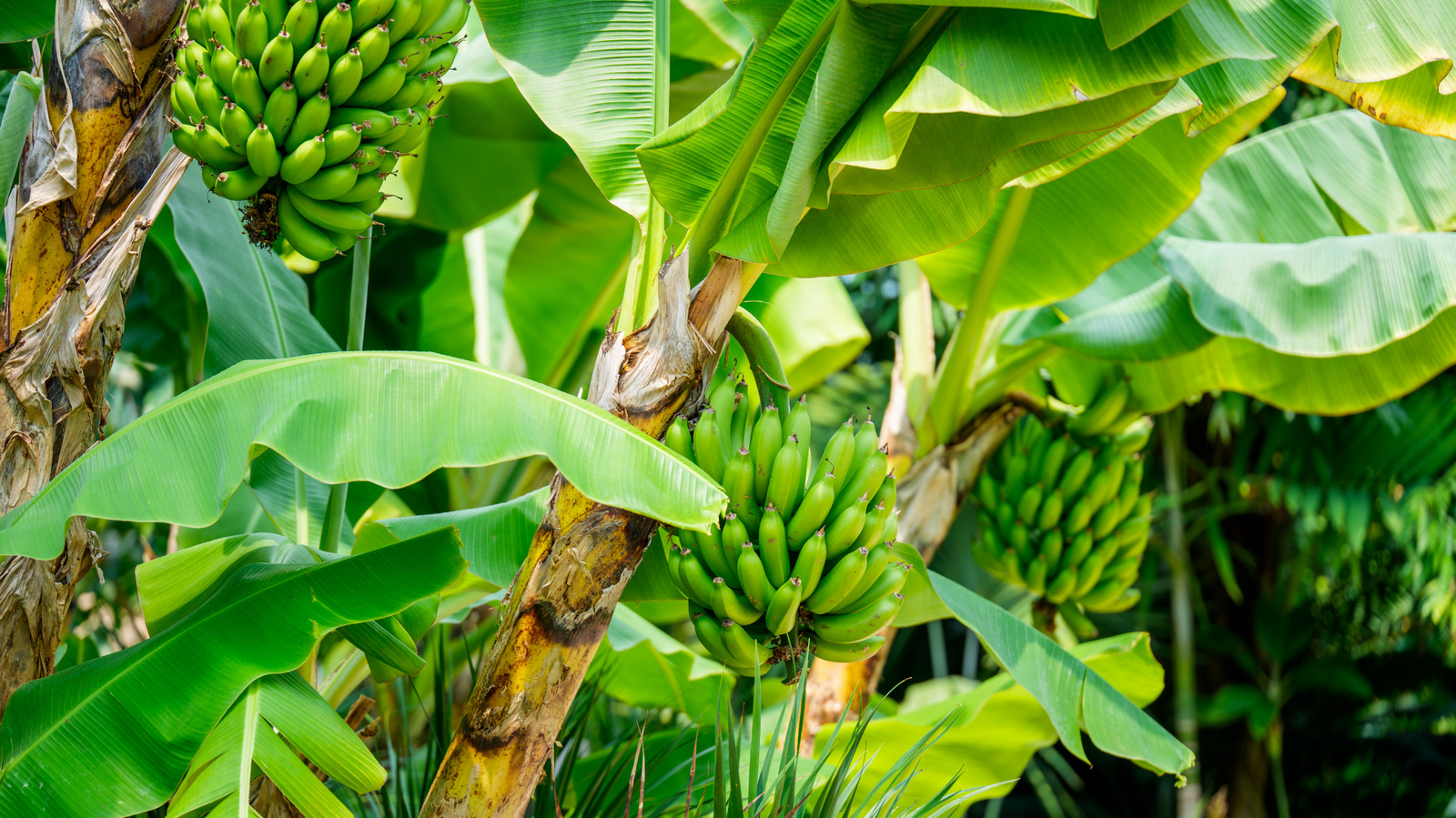 Bananas Might Be The Key To New, Sustainable Textiles